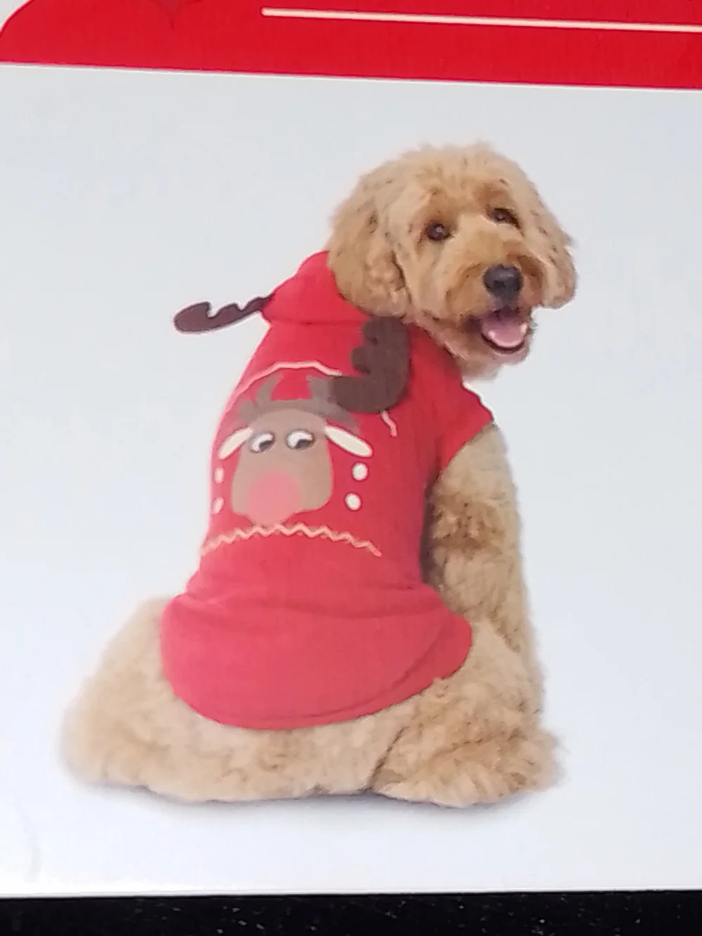 Holiday Reindeer Pet Sweatshirt - Red